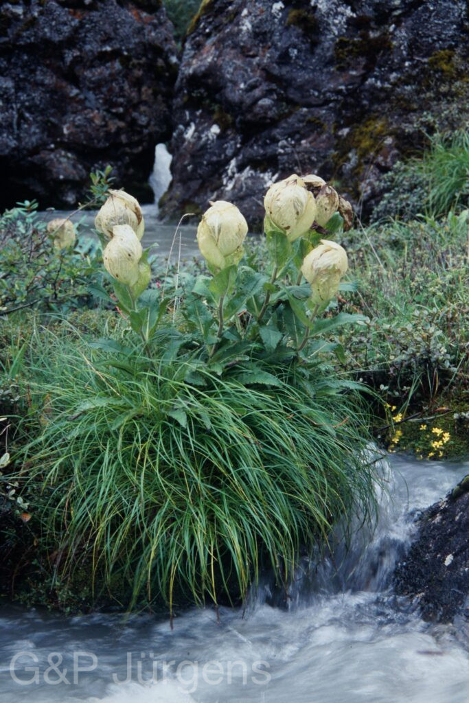 Sikkim2003 453 G623