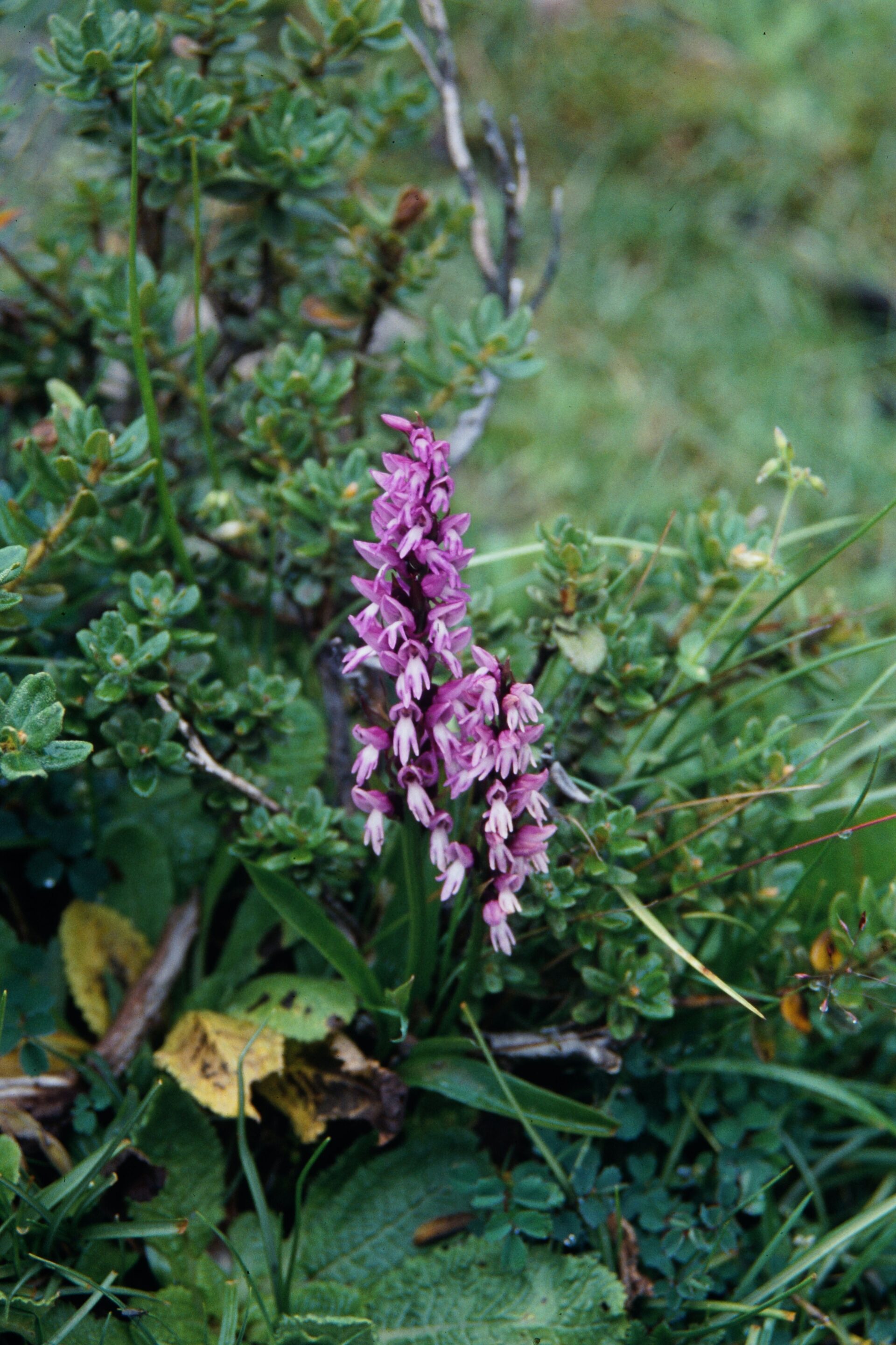 Hemipilia calcicola — Orchideaceae