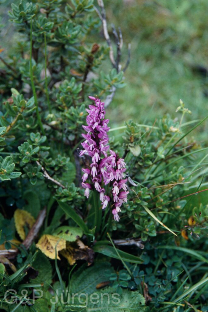 Sikkim2003 459 G636