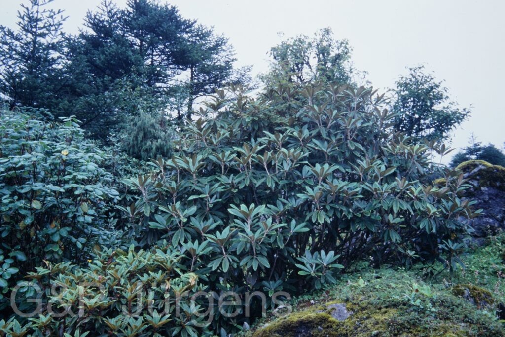 Sikkim2003 473 P655