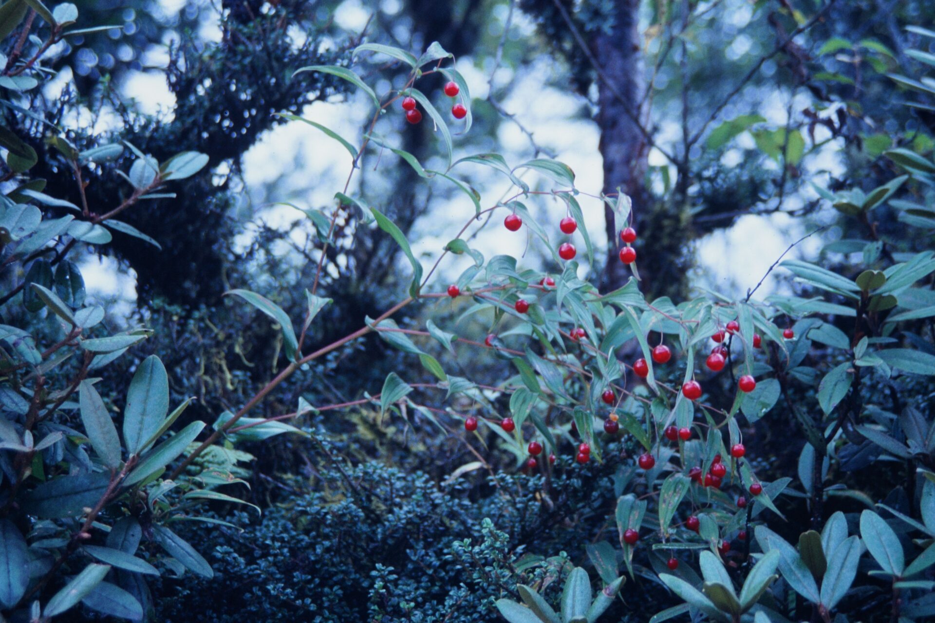 Streptopus simplex — Liliaceae