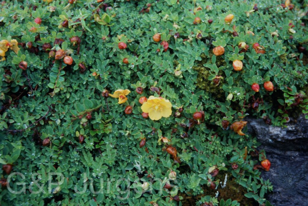Sikkim2003 475 G660