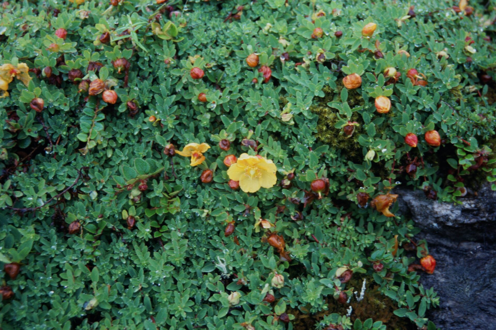Potentilla reptans — Rosaceae