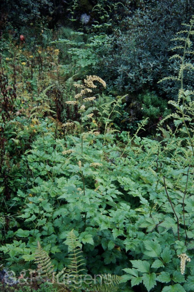 Sikkim2003 477 P662