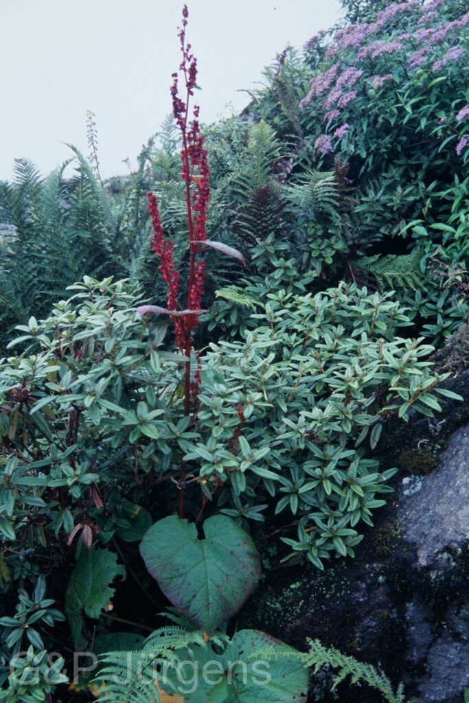 Sikkim2003 485 P673