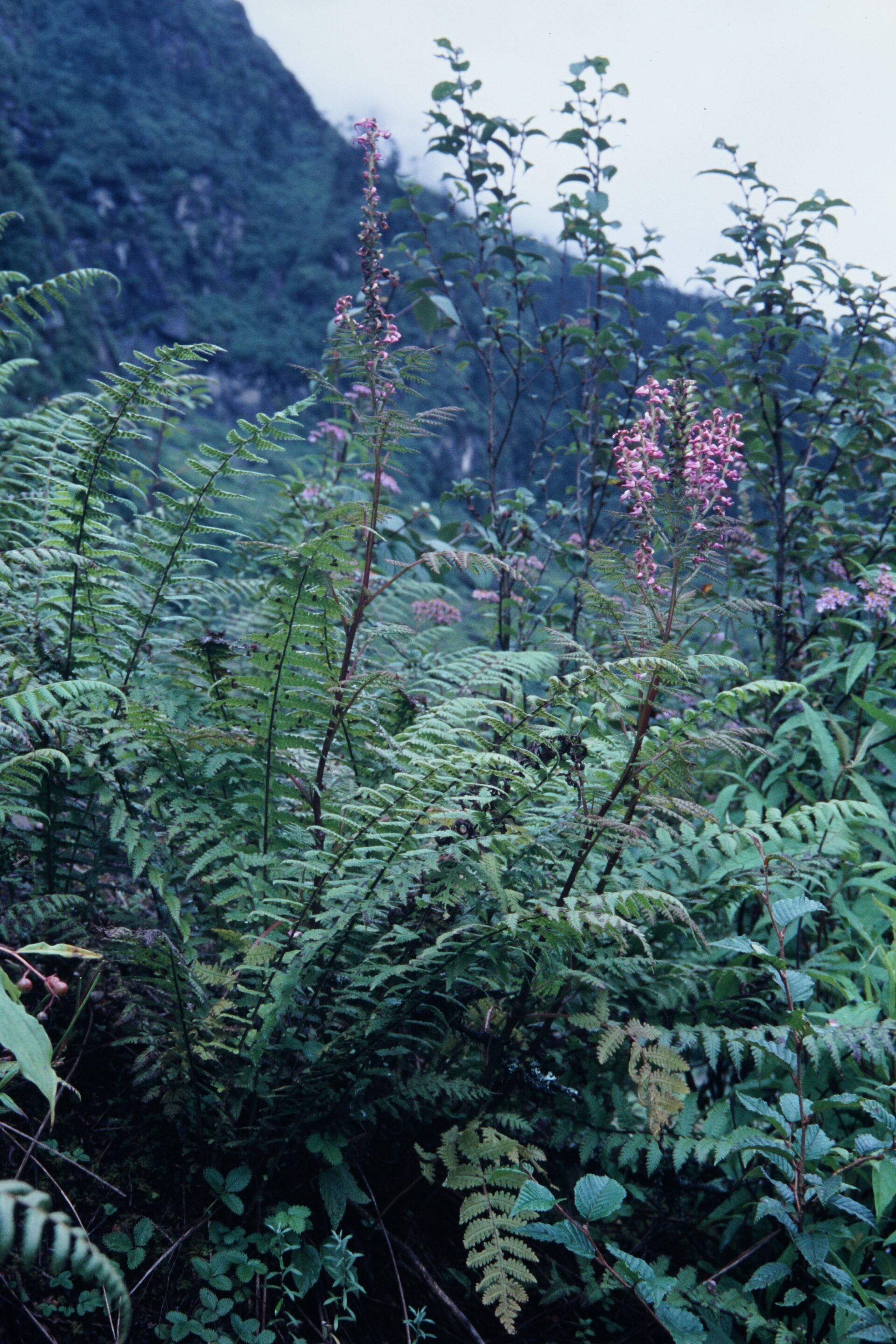 Pedicularis excelsa — Orobanchaceae