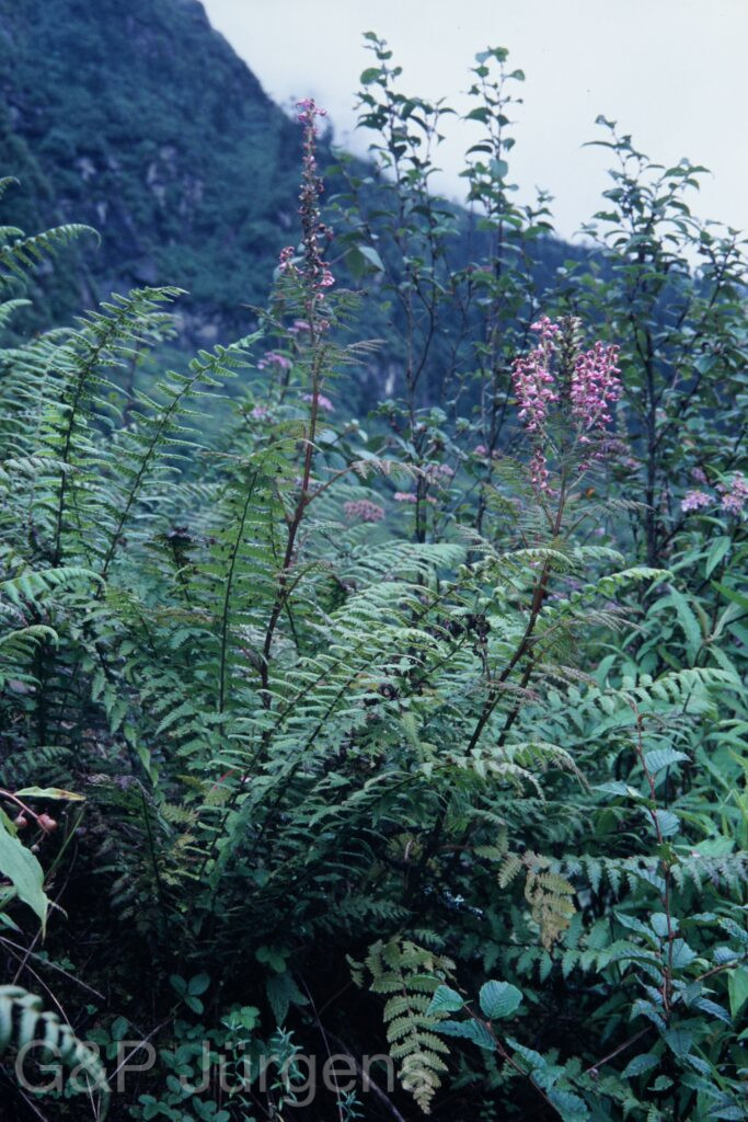 Sikkim2003 486 P678
