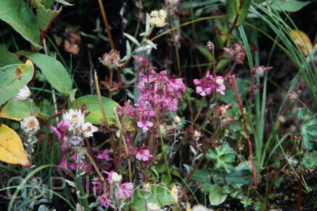 Sikkim2003 496 G694