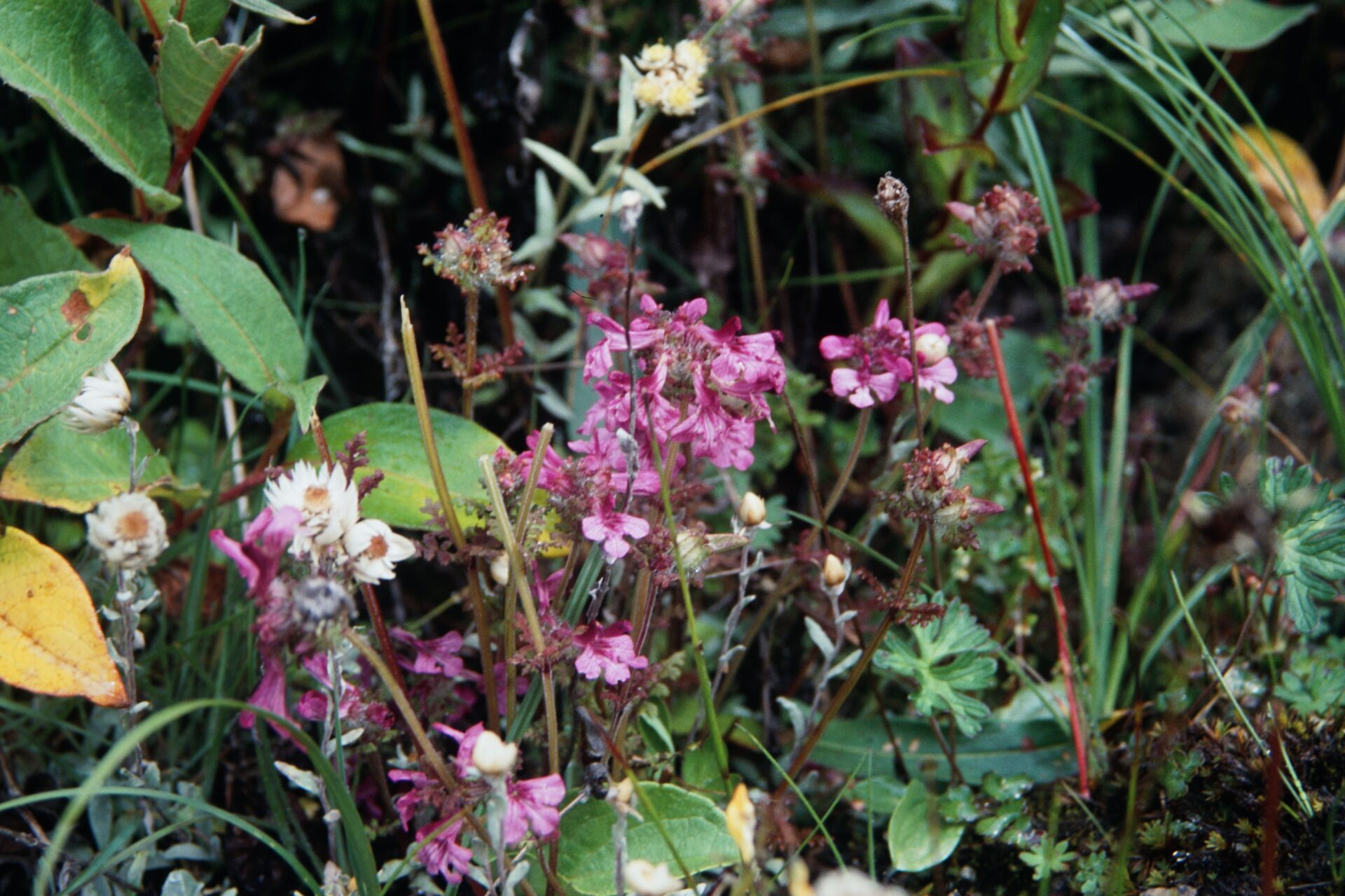 Pedicularis globifera — Orobanchaceae