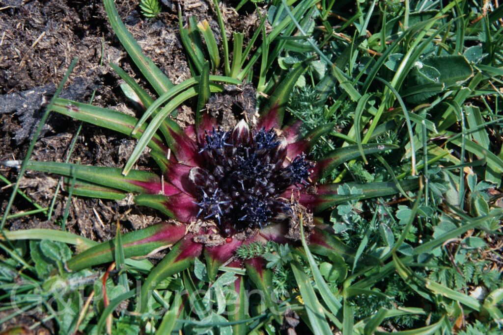 Sikkim2003 511 G712