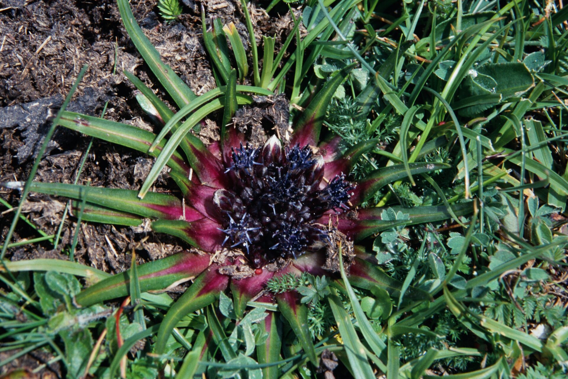 Saussurea stella — Asteraceae