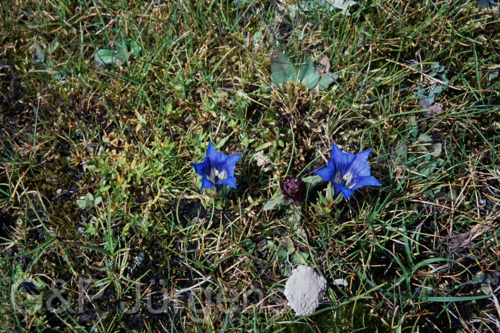 Sikkim2003 514 P714
