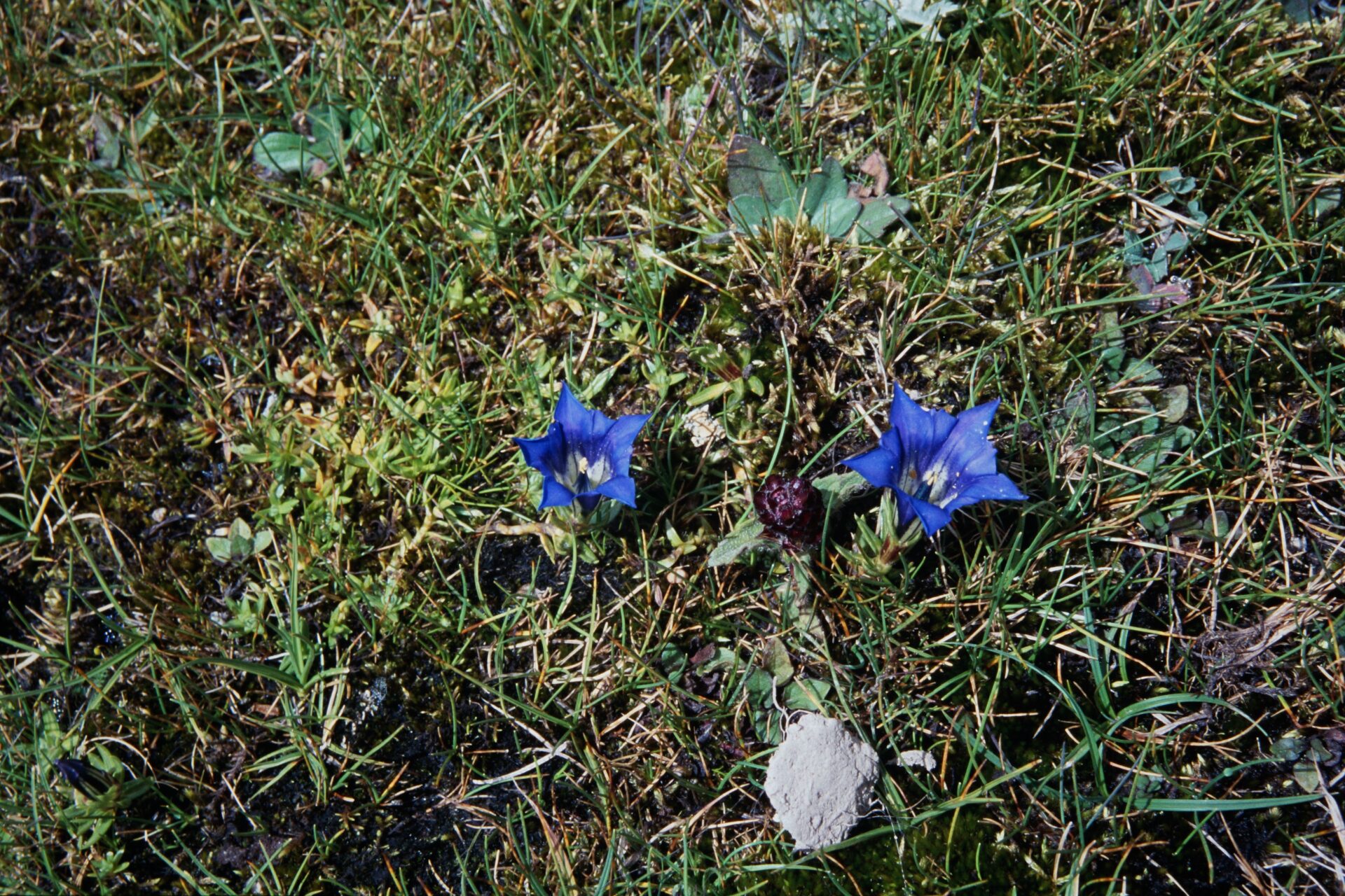 Gentiana nubigena — Gentianaceae