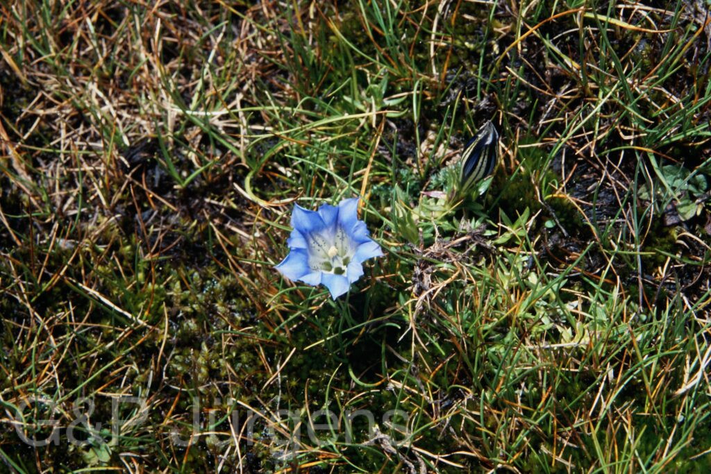 Sikkim2003 515 G715