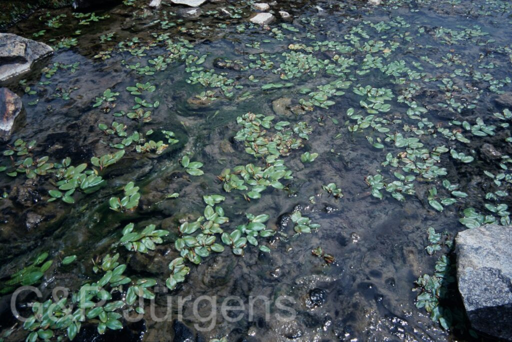 Sikkim2003 516 G716