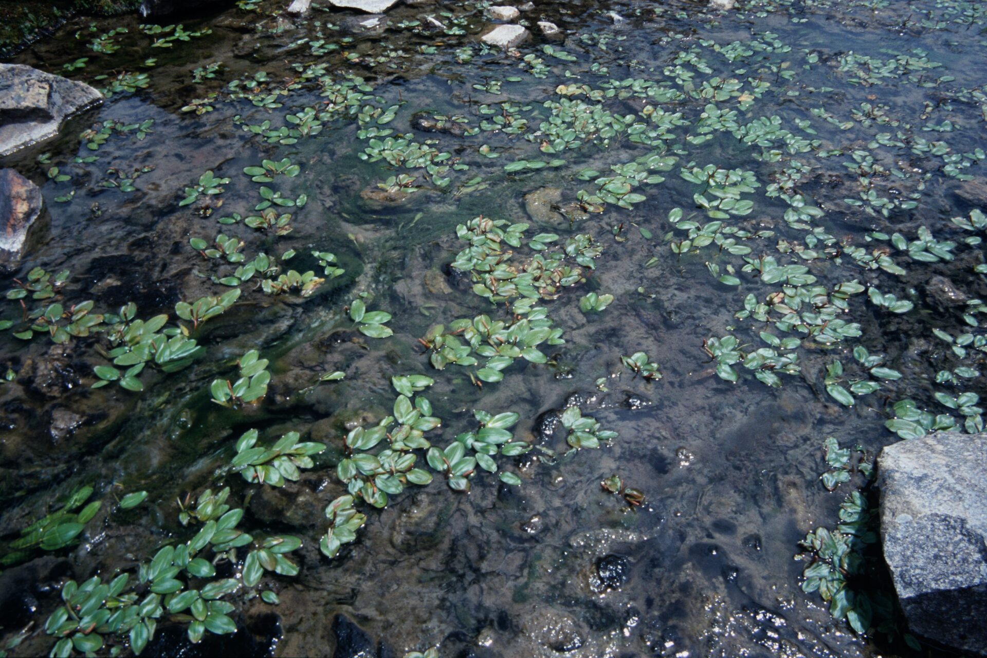 Potamogeton nodosus — Potamogetonaceae