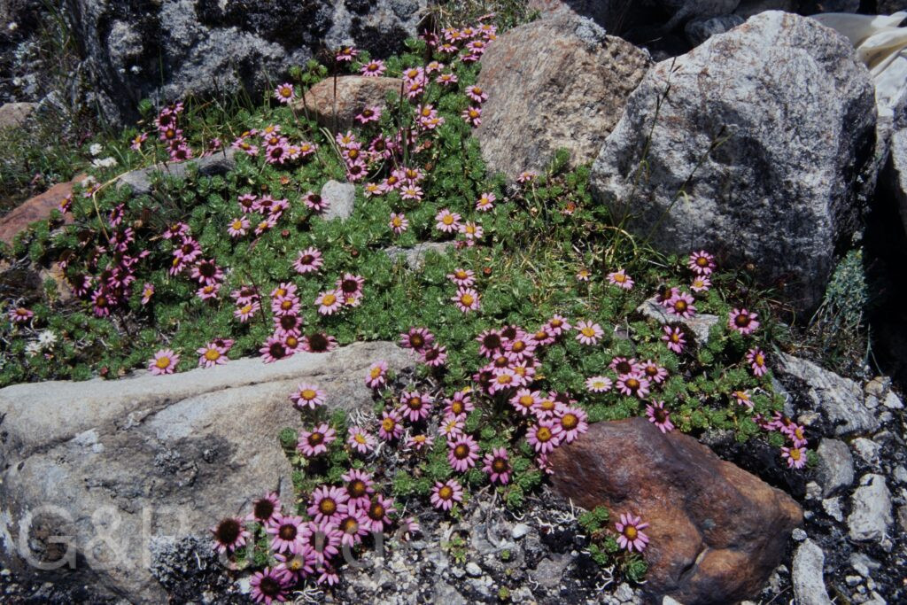 Sikkim2003 518 G720