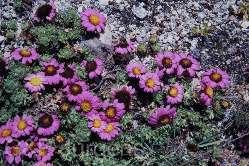 Sikkim2003 519 P724