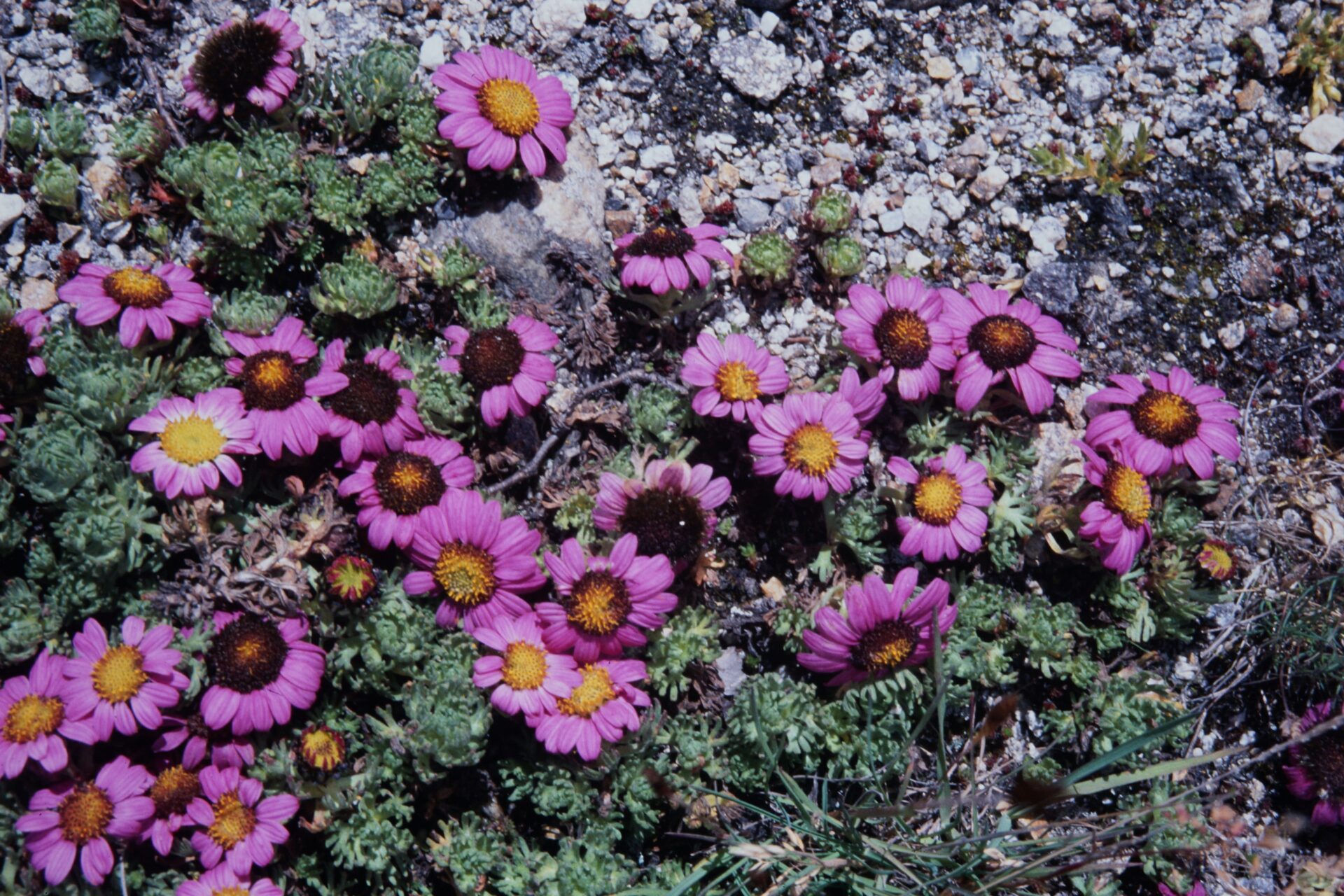 Allardia glabra — Asteraceae