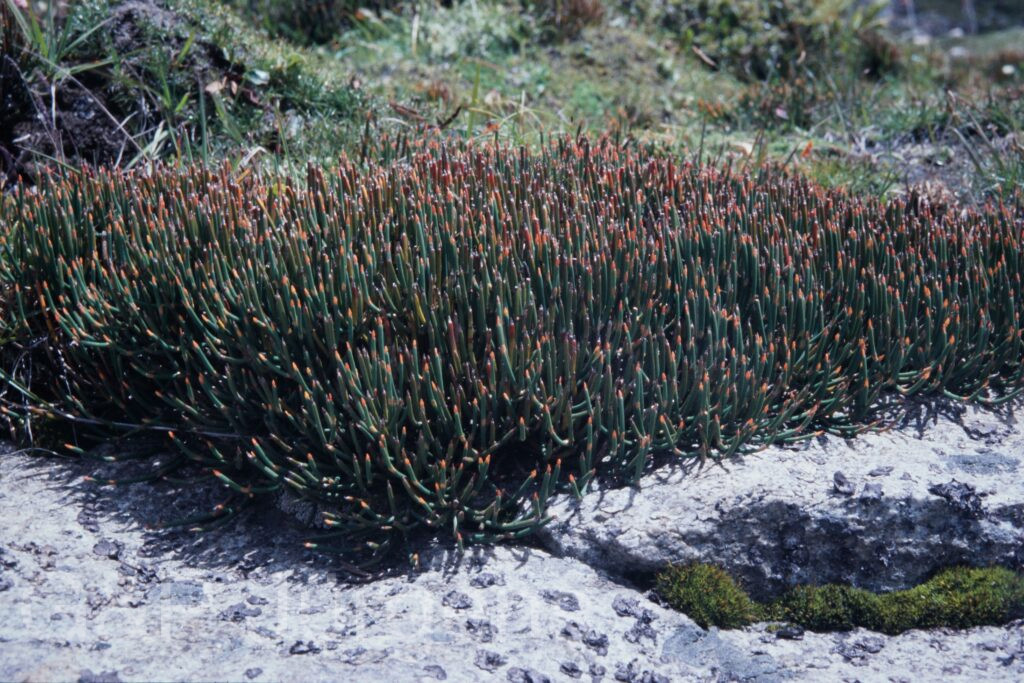 Sikkim2003 522 P727