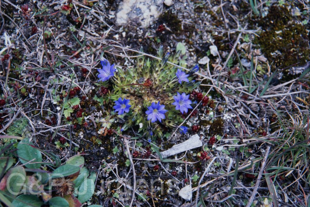Sikkim2003 526 P734
