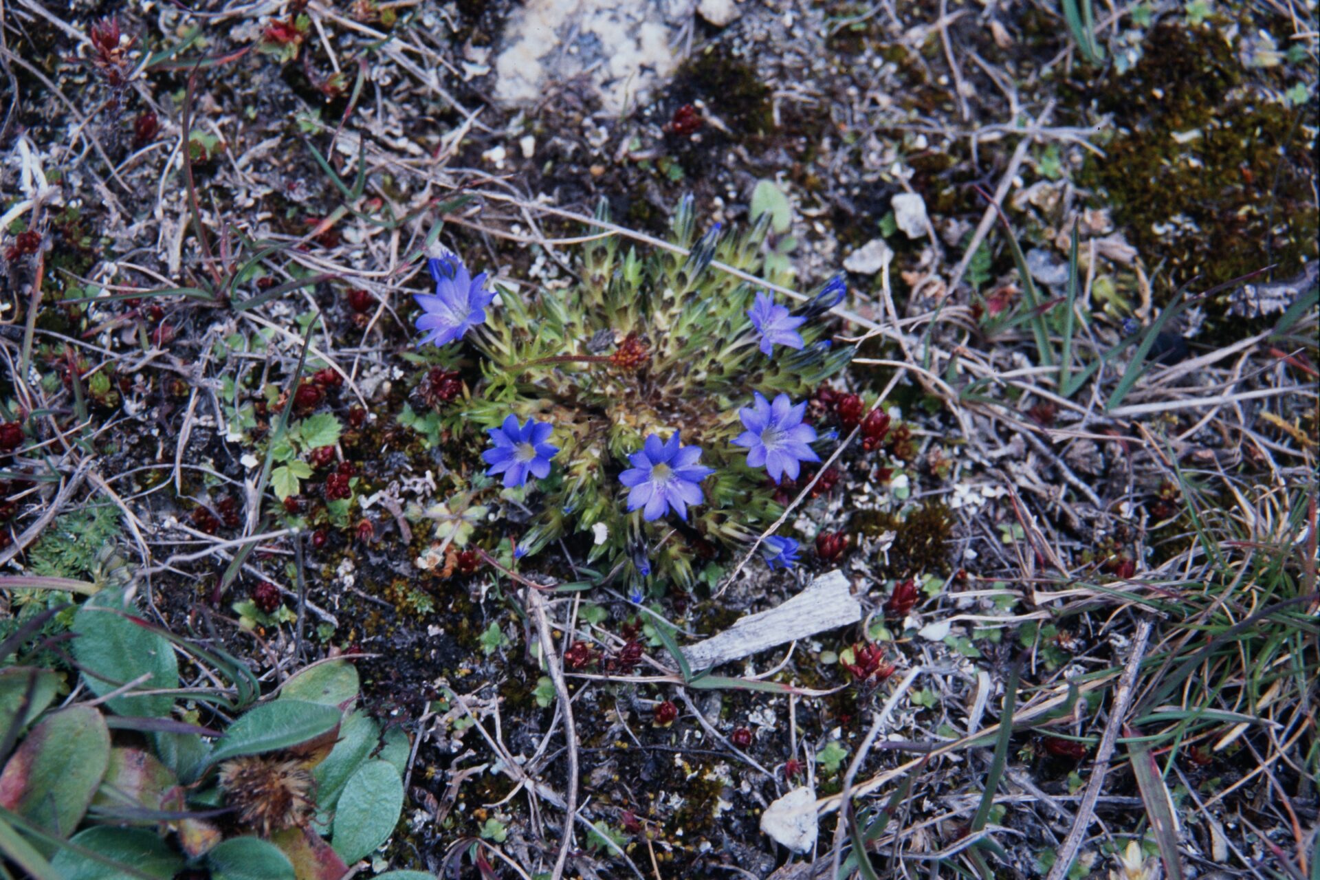 Gentiana micans — Gentianaceae