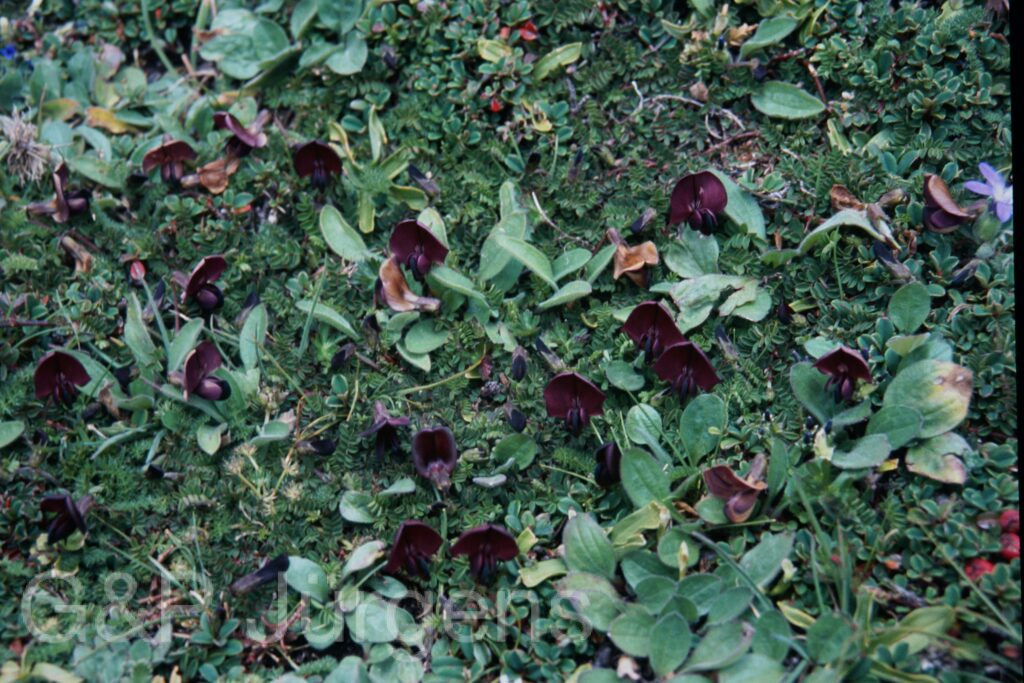 Sikkim2003 527 P735