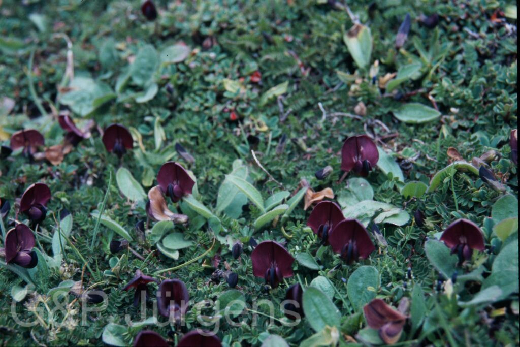 Sikkim2003 528 P736