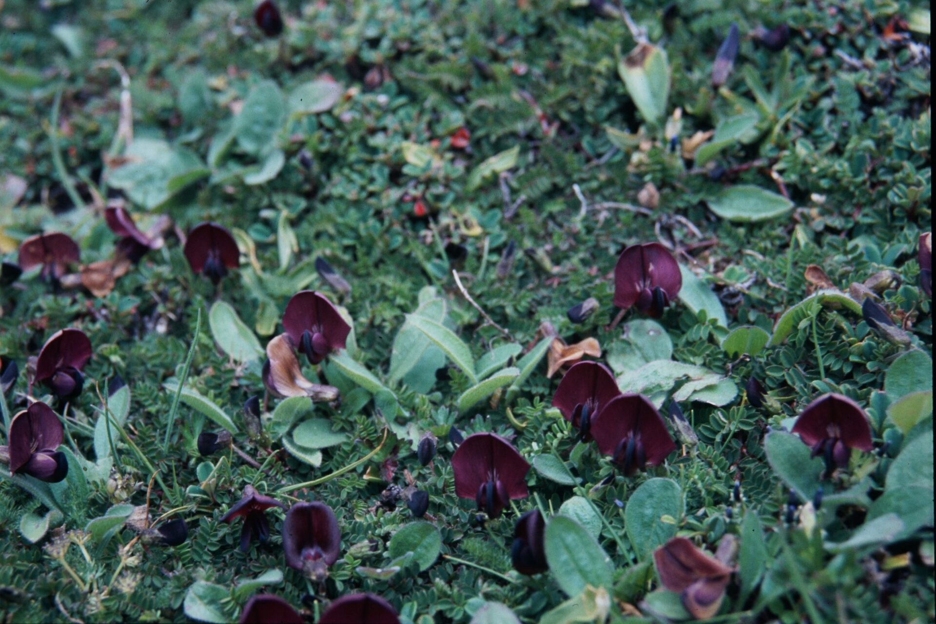 Tibetia himalaica — Fabaceae
