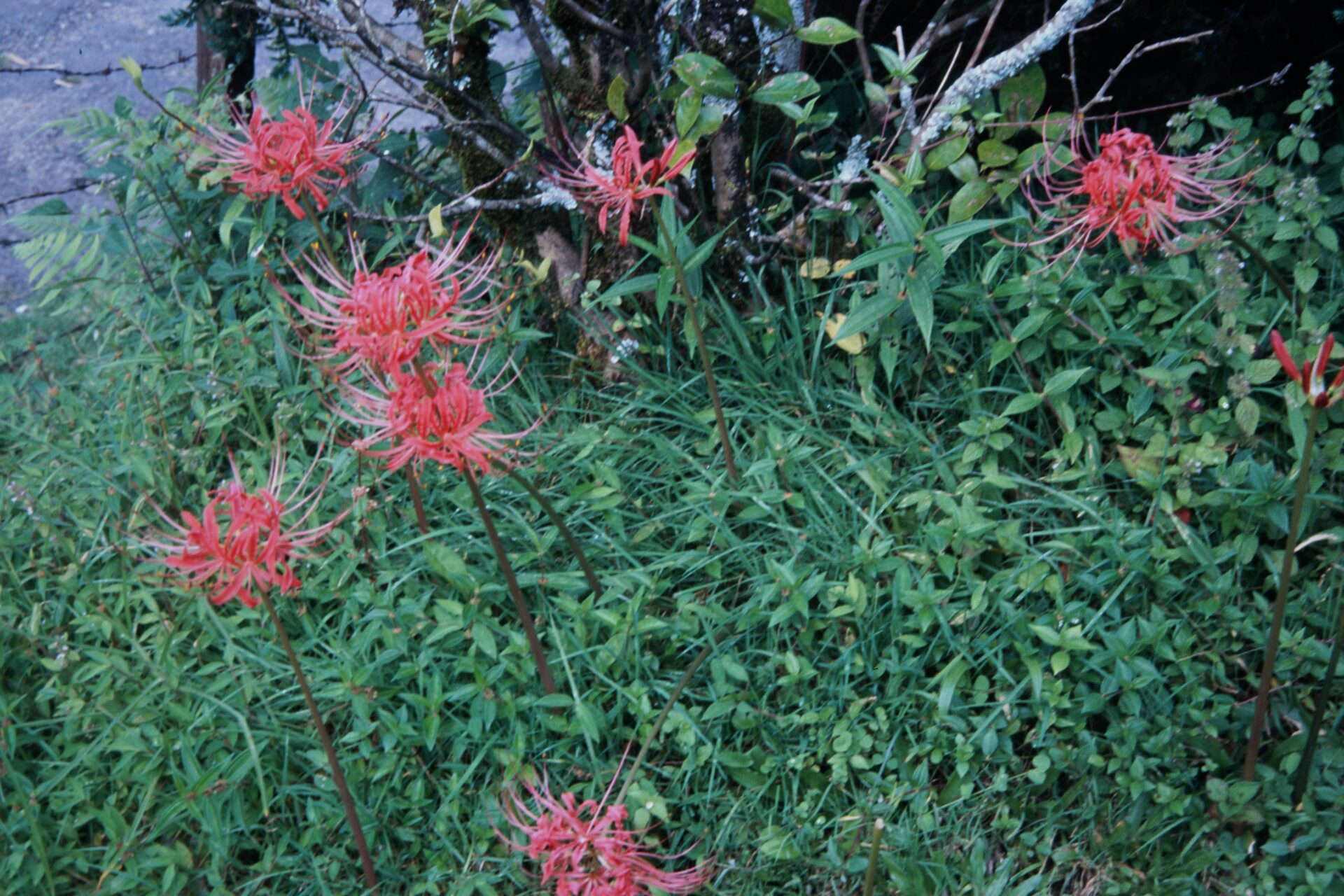Haemanthus coccineus — Amaryllidaceae