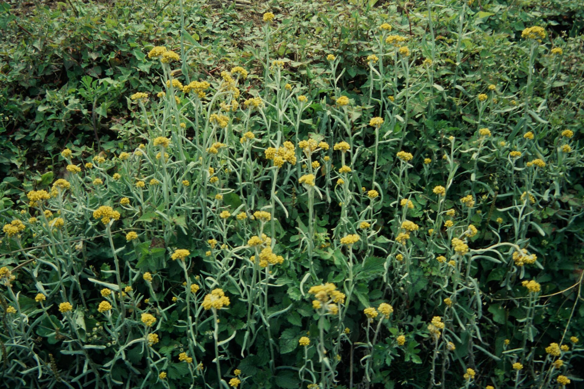 Laphangium affine — Asteraceae