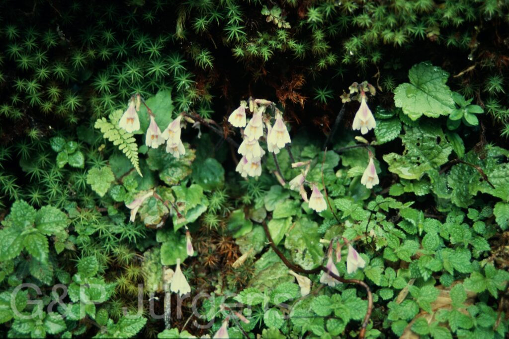 Sikkim2004 11 P17