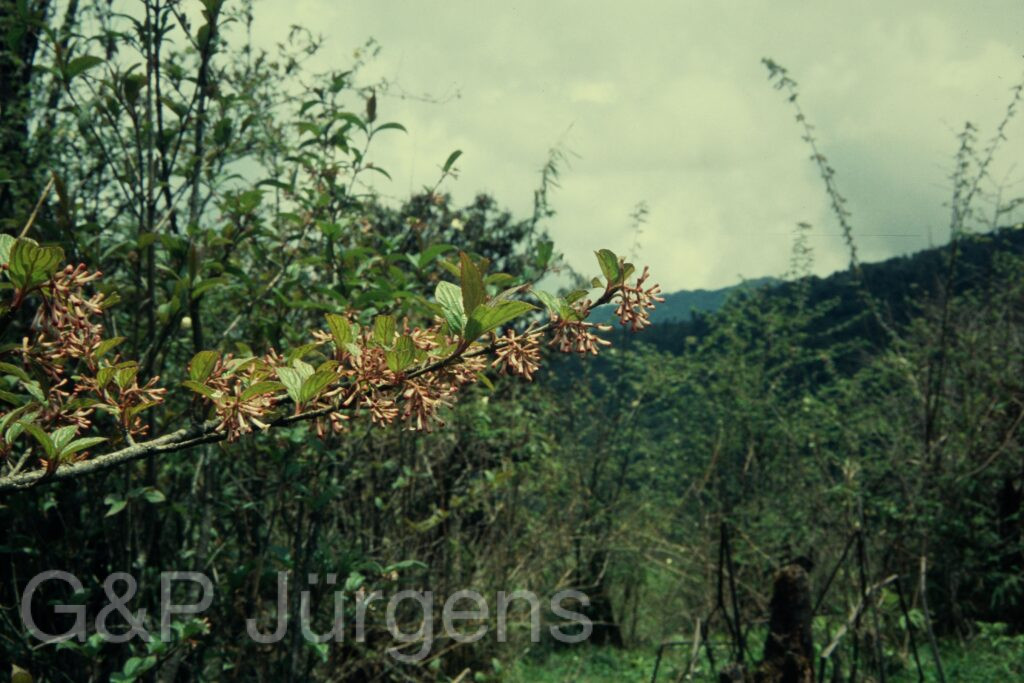 Sikkim2004 111 G188