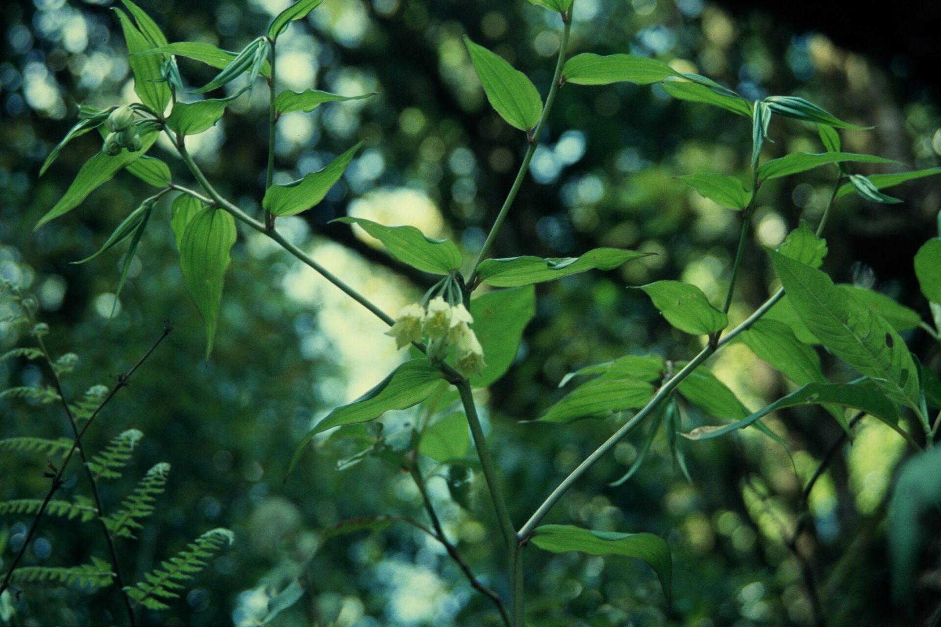 Disporum cantoniense — Colchicaceae