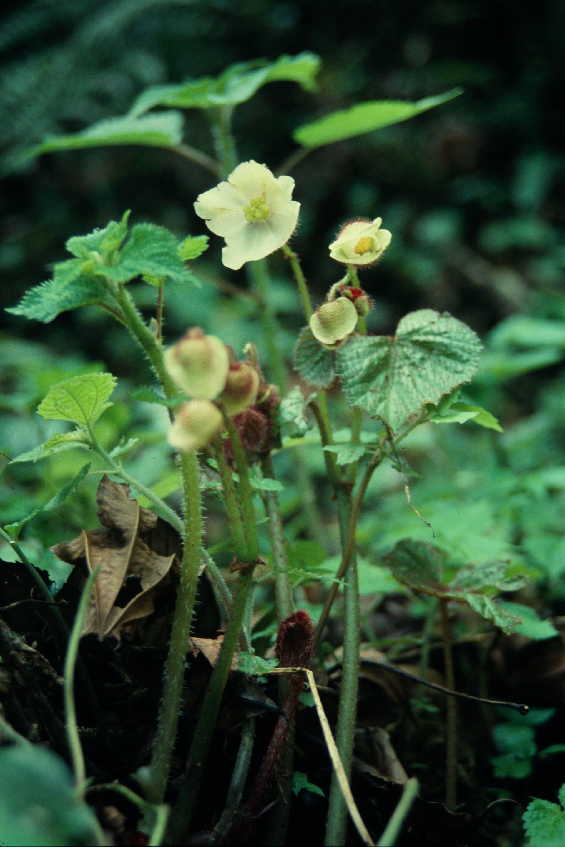 Begonia cathcartii — Begoniaceae