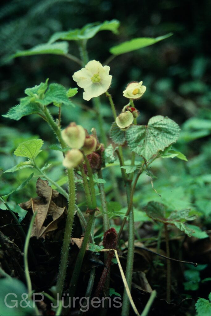 Sikkim2004 116 P199