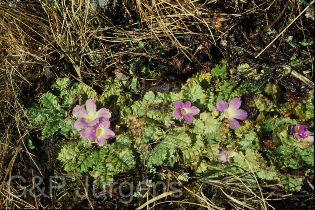 Sikkim2004 156 P270