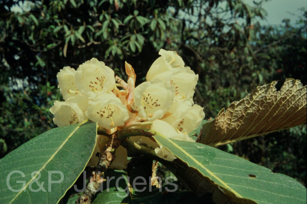 Sikkim2004 24 P45