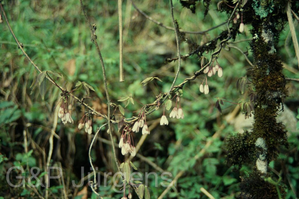 Sikkim2004 26 P41