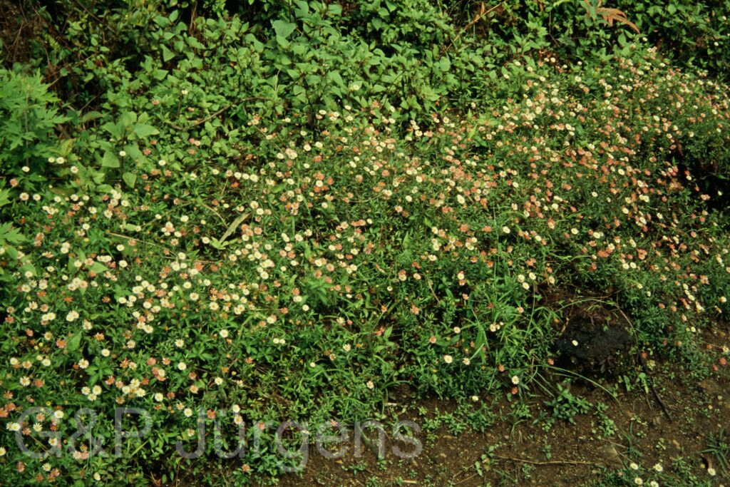 Sikkim2004 3 G4