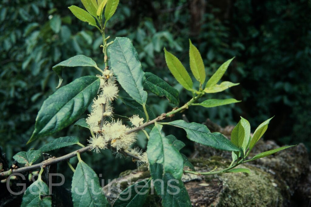 Sikkim2004 329 P530
