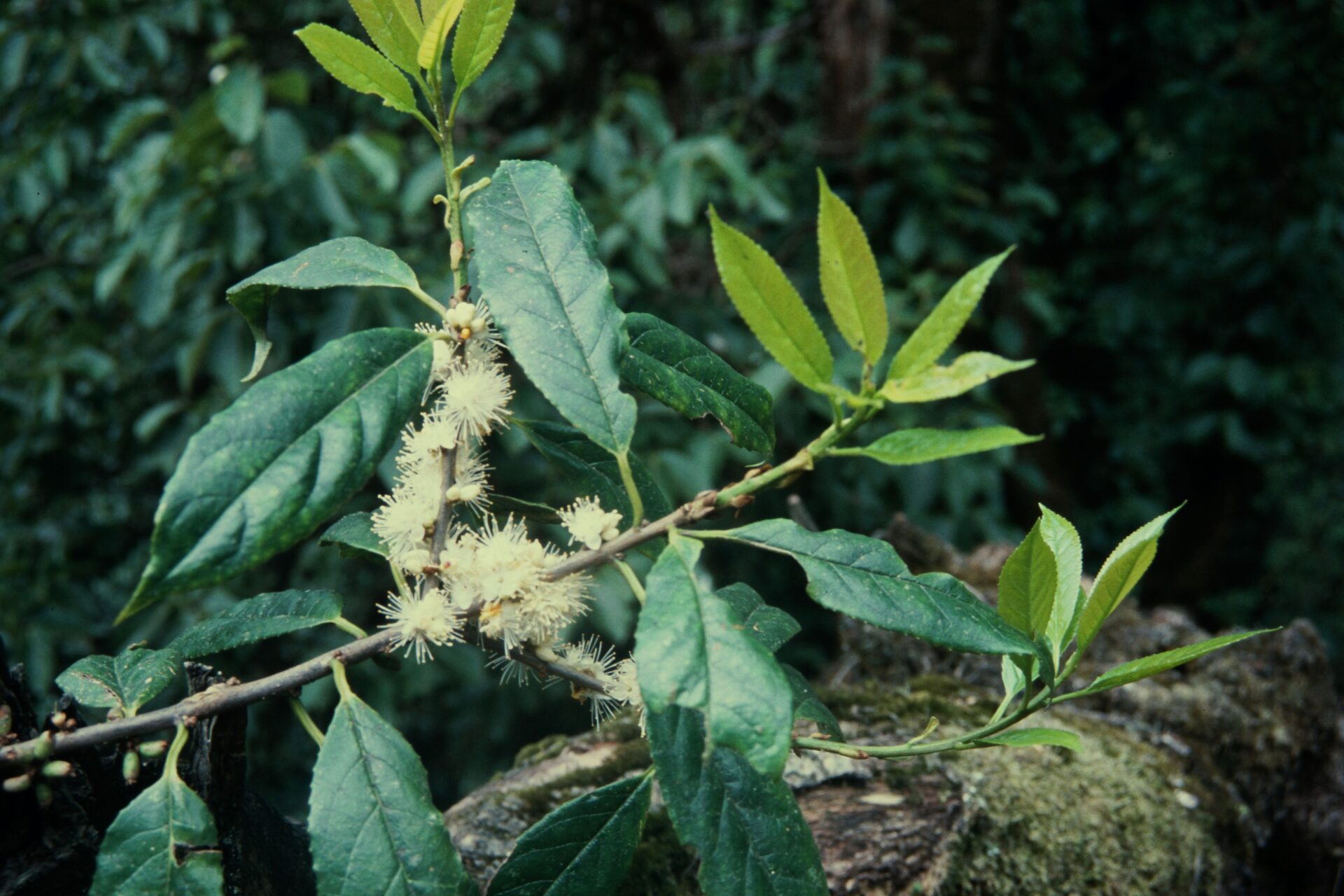 Symplocos glomerata — Symplocaceae