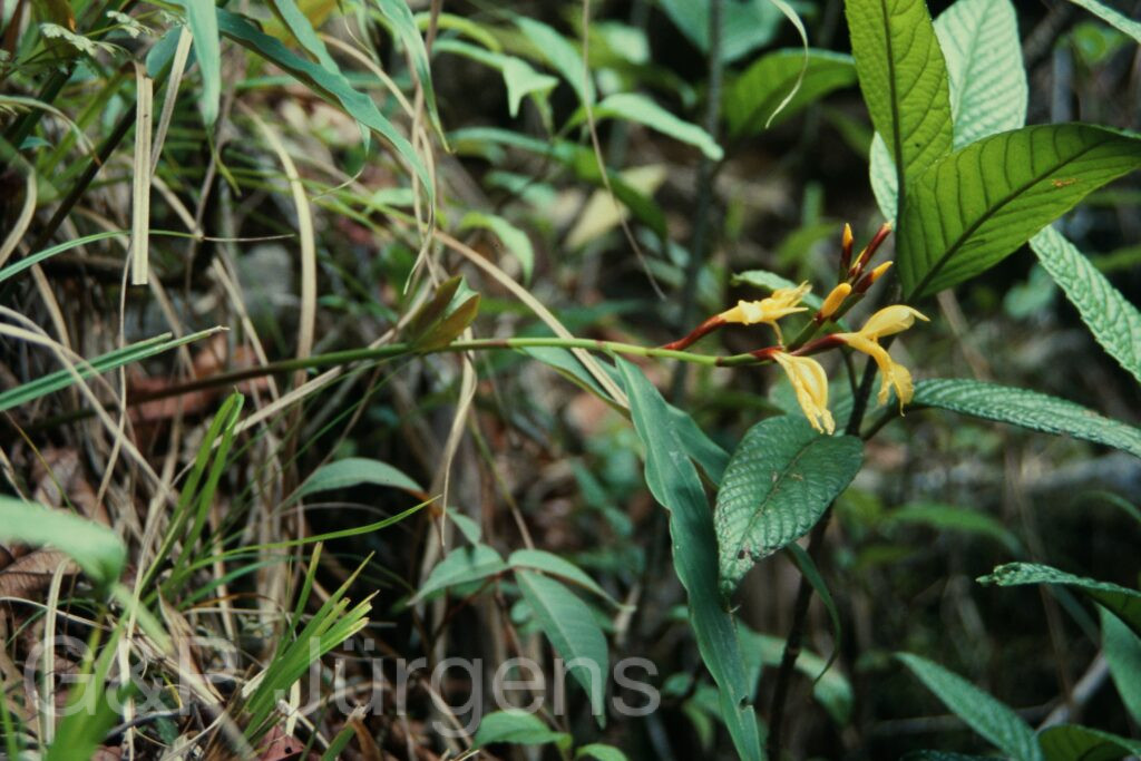 Sikkim2004 336 P598