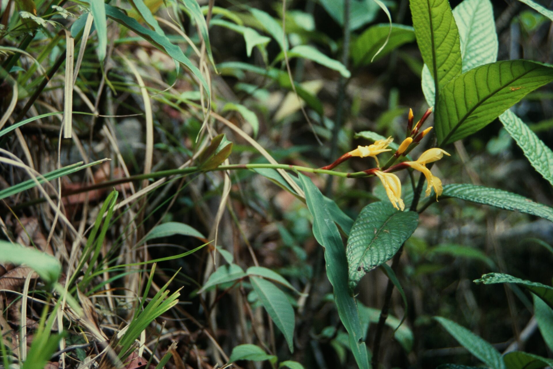 Cautleya gracilis — Zingiberacaea