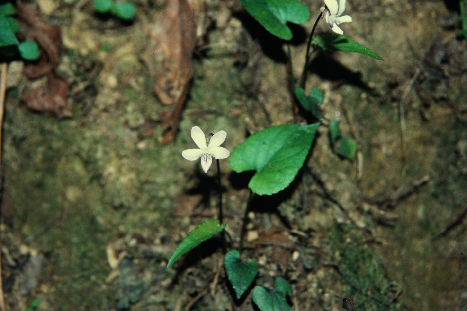 Viola moupinensis — Violaceae