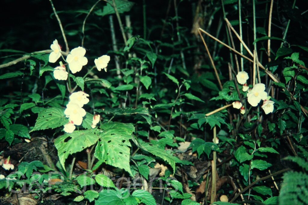 Sikkim2004 342 G603