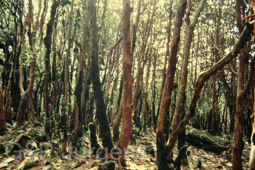 Sikkim2004 35 G61
