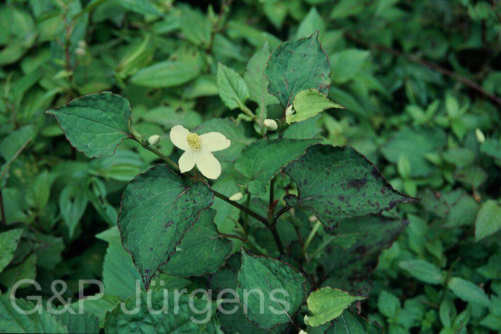 Sikkim2004 369 P644