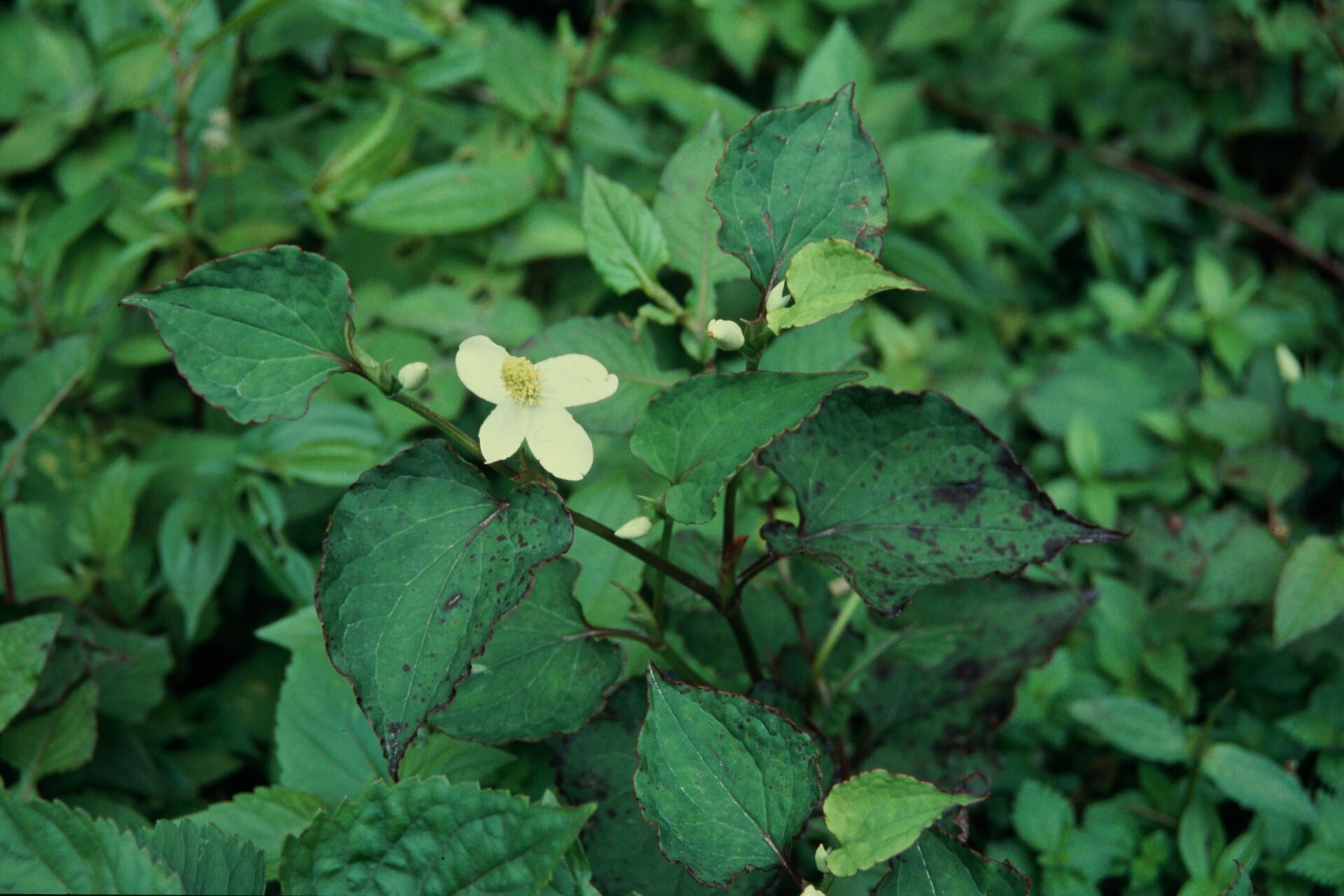 Houttuynia cordata — Saururaceae
