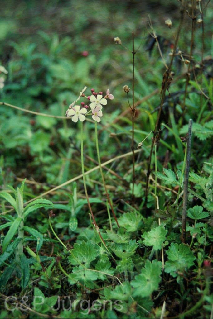 Sikkim2004 376 P653